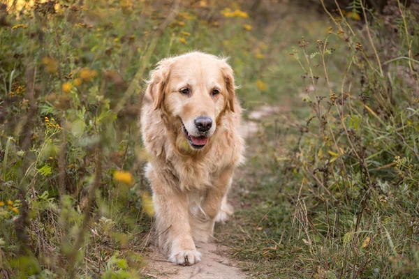 Viejo Golden Retriever Caminar Través Del Camino — Foto de Stock