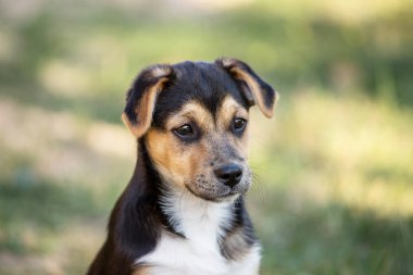 genç köpek açık portre