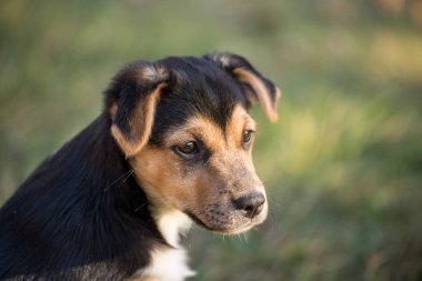 genç köpek açık portre