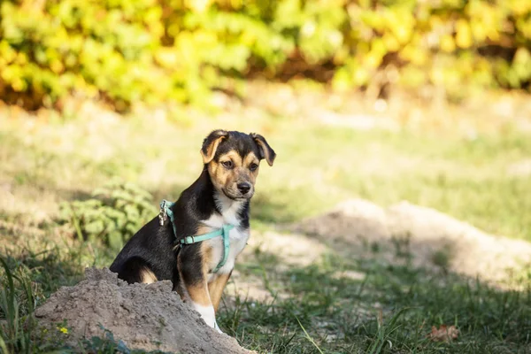 Giovane Cane Ritratto All Aperto — Foto Stock