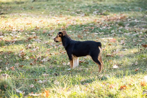 Outdoor Portret Van Jonge Hond — Stockfoto