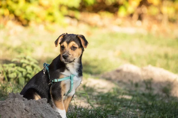 Outdoor Portret Van Jonge Hond — Stockfoto