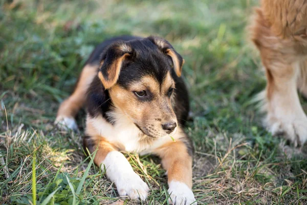 Joven Perro Aire Libre Retrato — Foto de Stock