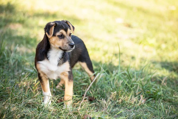 Outdoor Portret Van Jonge Hond — Stockfoto