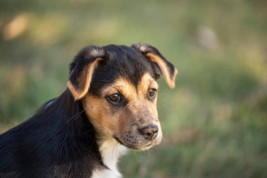 genç köpek açık portre