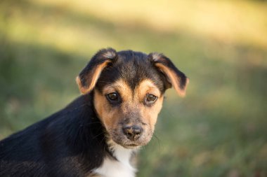 genç köpek açık portre