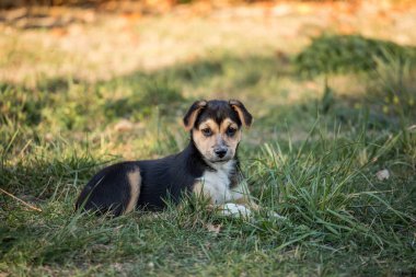 genç köpek açık portre