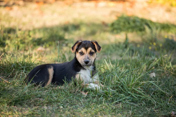 Outdoor Portret Van Jonge Hond — Stockfoto