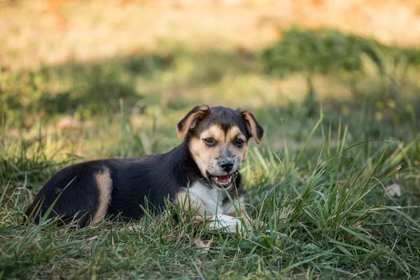 Outdoor Portret Van Jonge Hond — Stockfoto