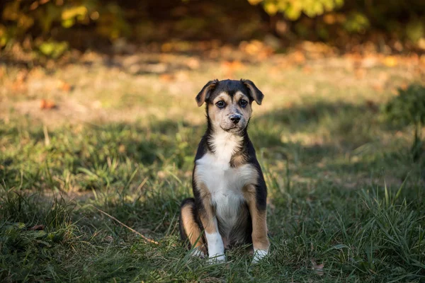 Jovem Cão Livre Retrato — Fotografia de Stock