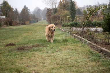 ıslak golden retriever köpek