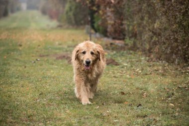 ıslak golden retriever köpek