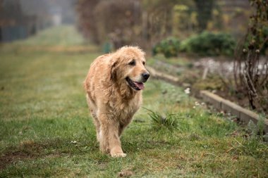 ıslak golden retriever köpek
