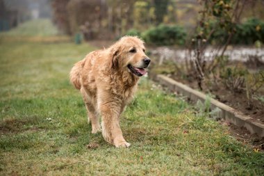 ıslak golden retriever köpek