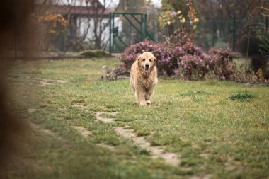 ıslak golden retriever köpek