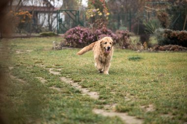 ıslak golden retriever köpek