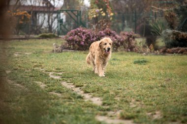 ıslak golden retriever köpek