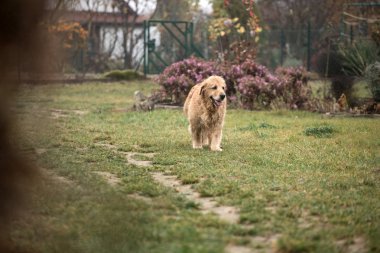 ıslak golden retriever köpek