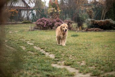 ıslak golden retriever köpek
