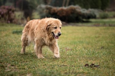 ıslak golden retriever köpek