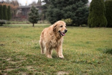 ıslak golden retriever köpek