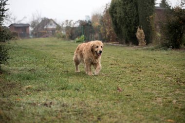 ıslak golden retriever köpek