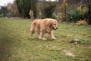 ıslak golden retriever köpek