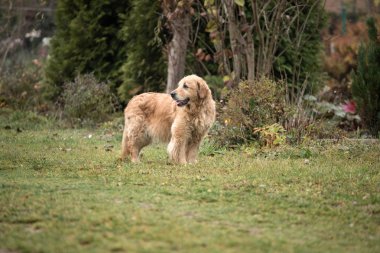 ıslak golden retriever köpek