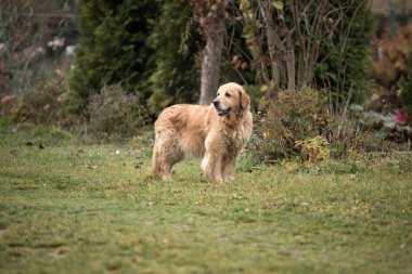 ıslak golden retriever köpek