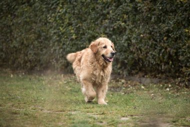 ıslak golden retriever köpek