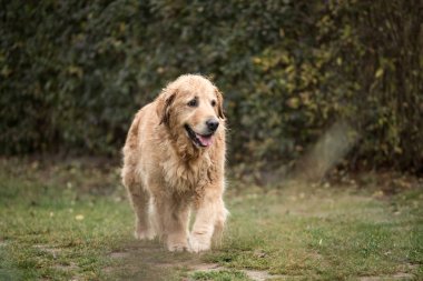 ıslak golden retriever köpek