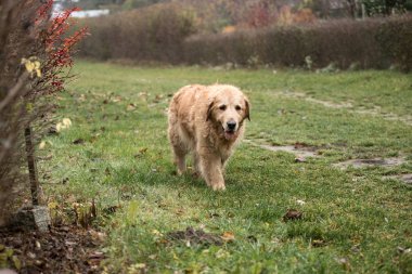 ıslak golden retriever köpek
