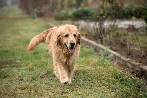 Perro Perdiz Húmedo Dorado — Foto de Stock