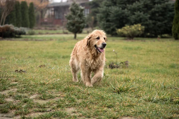 Islak Golden Retriever Köpek — Stok fotoğraf