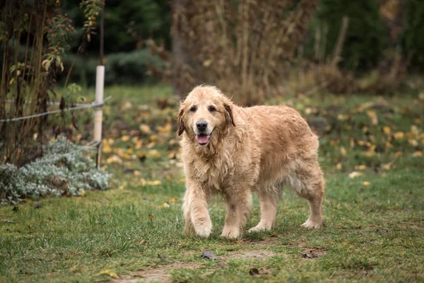 Molhado Golden Retriever Cão — Fotografia de Stock