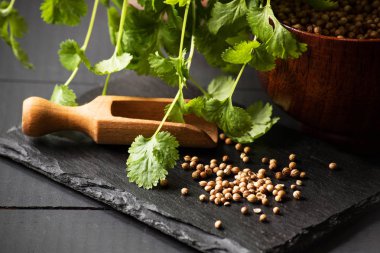 Salantro kişniş baharat