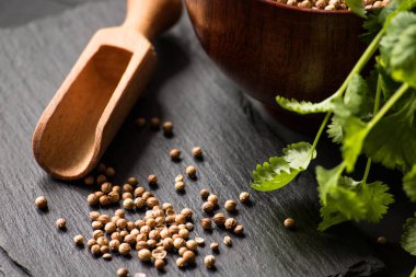 Salantro kişniş baharat