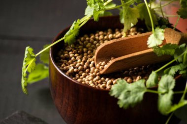 Salantro kişniş baharat