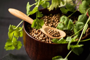 Salantro kişniş baharat