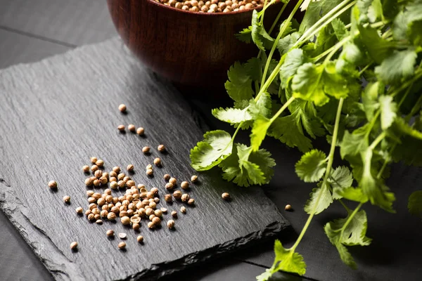 Cilantro Koriander Kruiden Zaden — Stockfoto