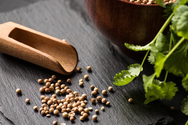 Salantro kişniş baharat