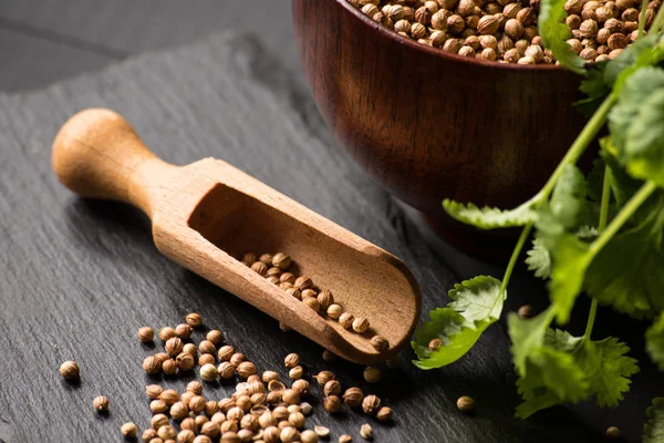 Salantro kişniş baharat