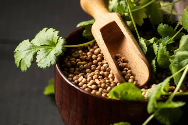 Salantro kişniş baharat