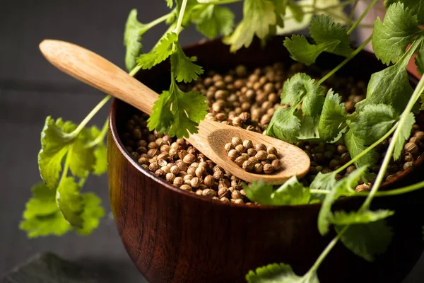 Salantro kişniş baharat