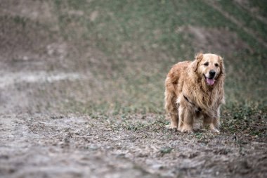 eski golden retriever köpek bir yürüyüş