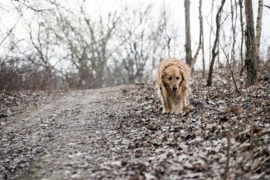 eski golden retriever köpek bir yürüyüş