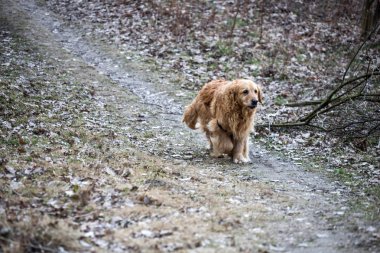 eski golden retriever köpek bir yürüyüş