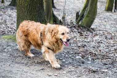 eski golden retriever köpek bir yürüyüş