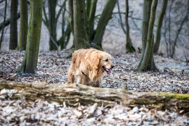 eski golden retriever köpek bir yürüyüş
