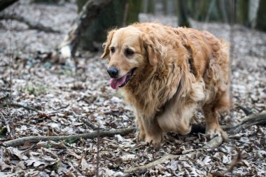 eski golden retriever köpek bir yürüyüş